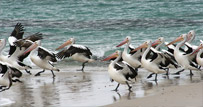 Pelicans